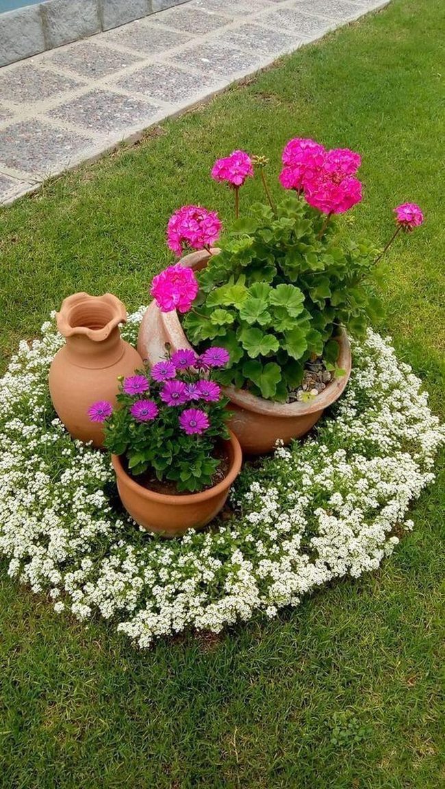 Pink Geraniums Terracotta Garden