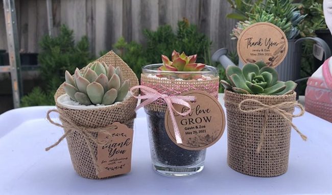 Layered Glass Succulent Gifts