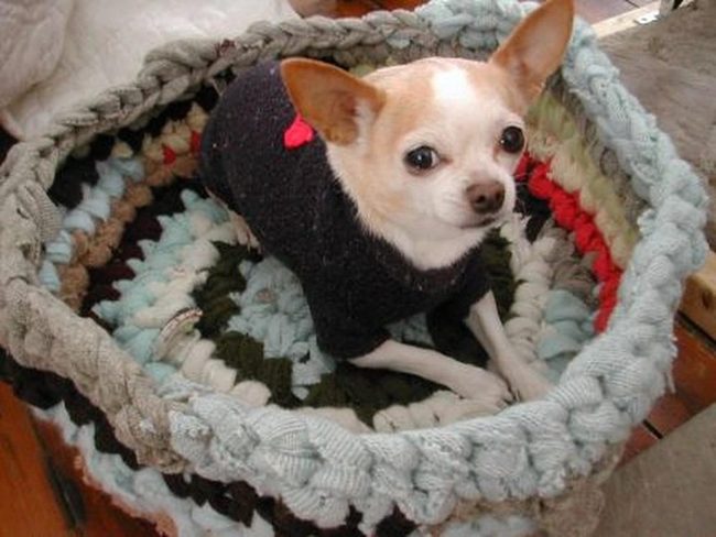 Small Dog Black Knit Warmth