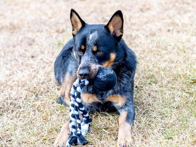 Spotted Blue-Gray Pup With Rope Toy