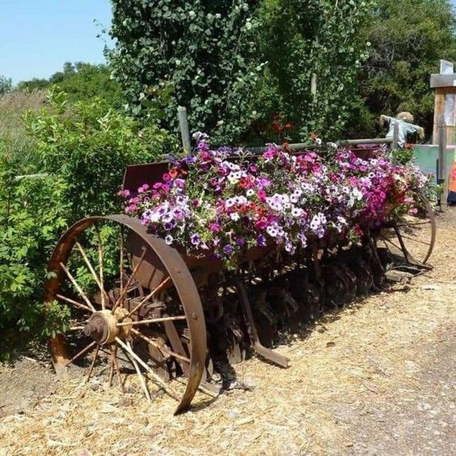 Rusty Plows Bursting With Blooms