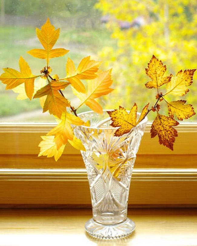 Golden Leaves Through Crystalline Glass