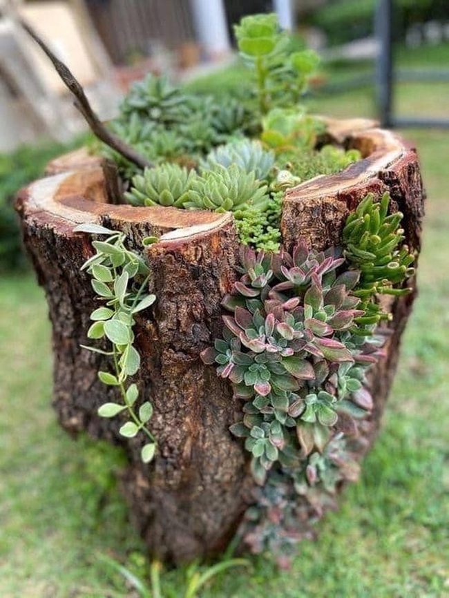 Hollow Wood Succulent Spill