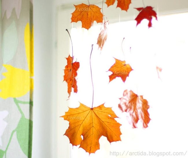 Suspended Autumn Leaves Catch Sunlight