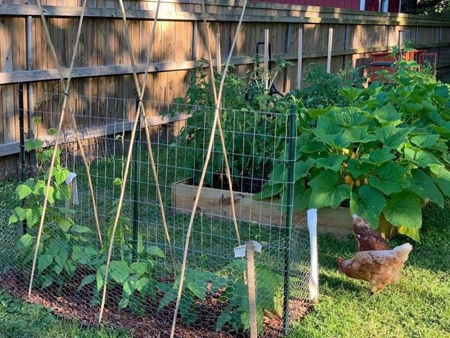 Bamboo Tepee Garden Trellis