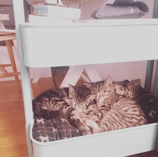 Tabby Kittens In Blue Cart