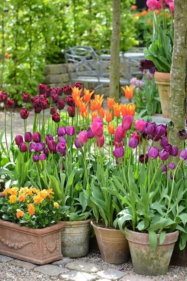 Weathered Pots, Blazing Tulips