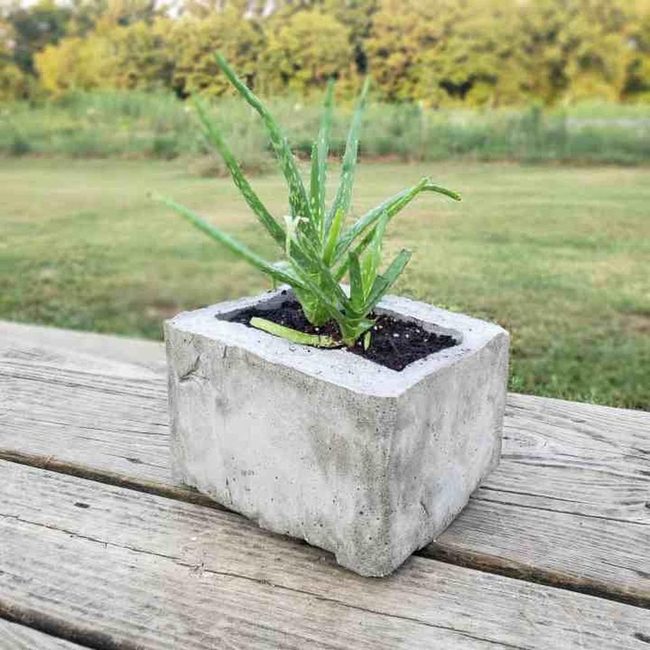 Aloe Vera Concrete Garden