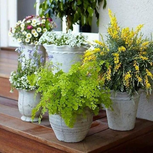 Clustered Blooms Maximum Impact