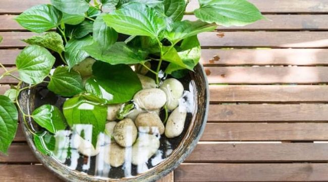 Desk Water Garden Focus
