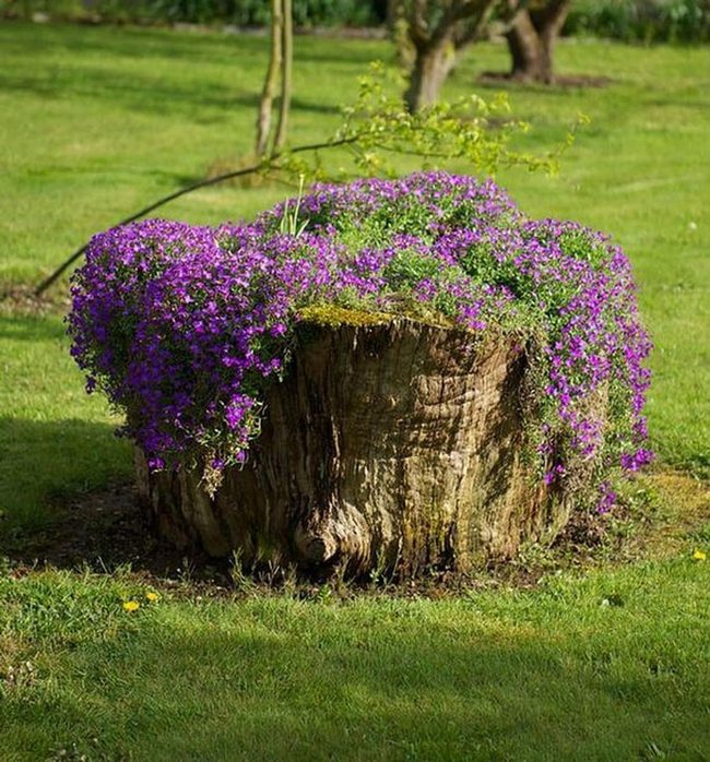 Purple Blooms On Weathered Wood