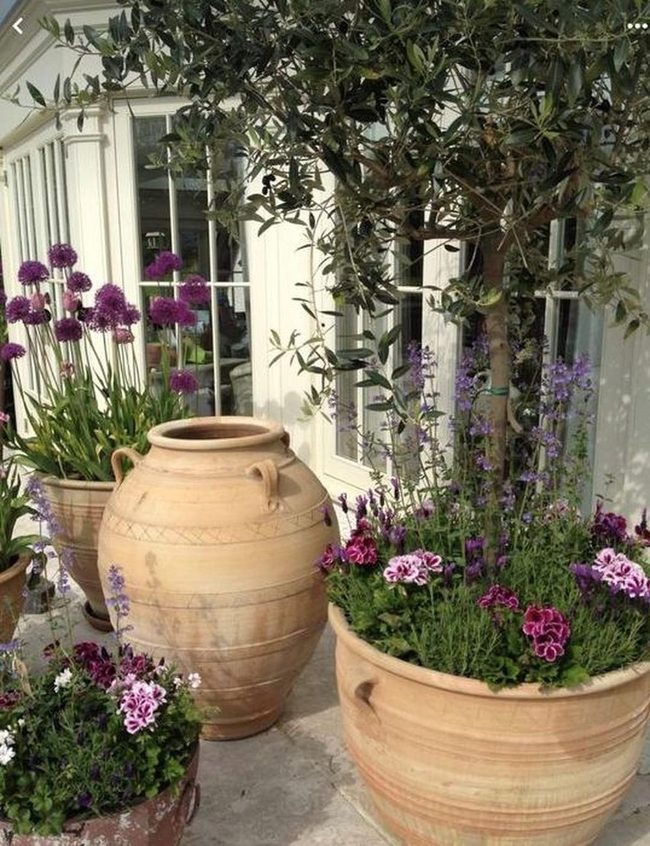 Purple Blooms In Terracotta Containers