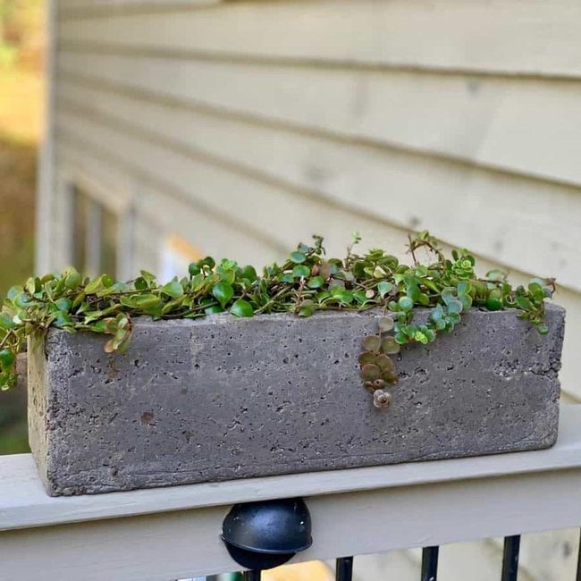 Gray Concrete Planters With Cascading Foliage
