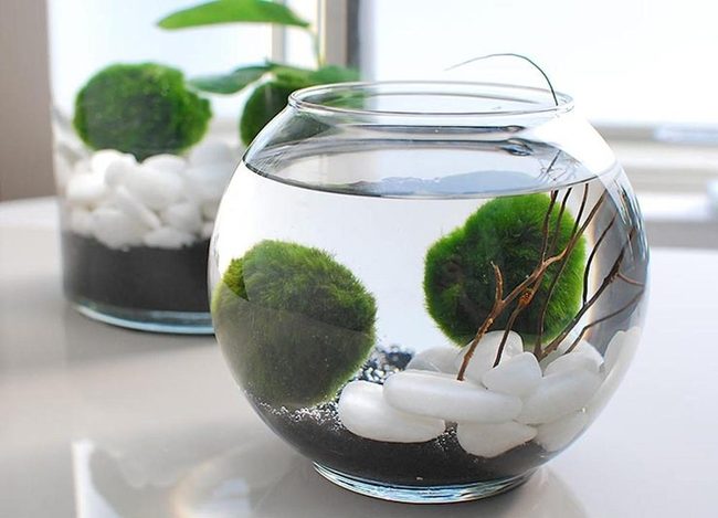 Suspended Green Moss Spheres