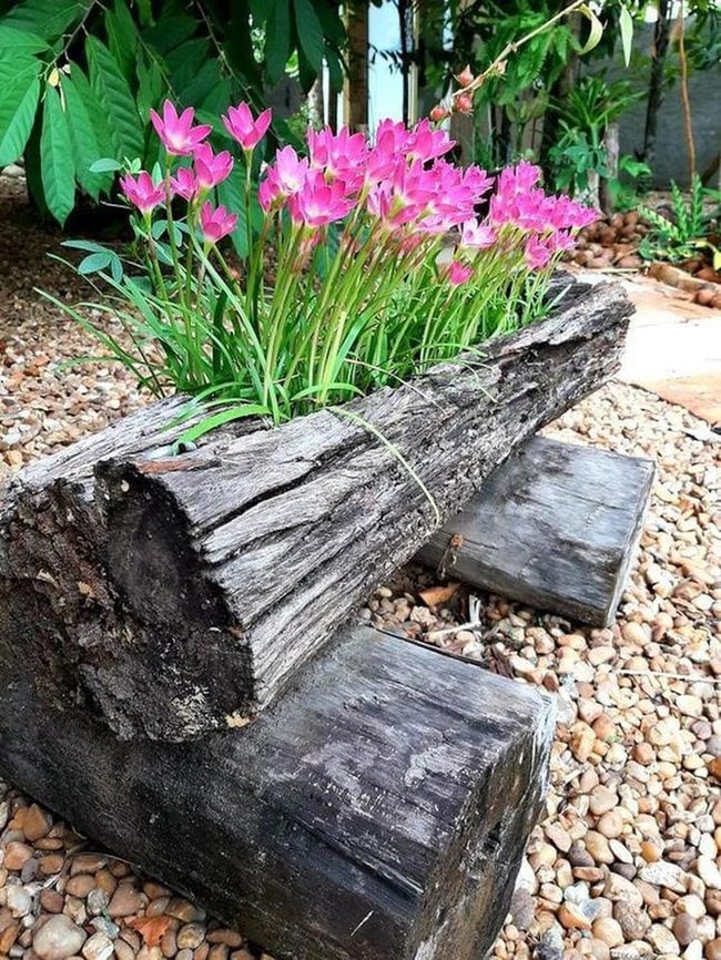 Hollow Logs Bursting With Bloom