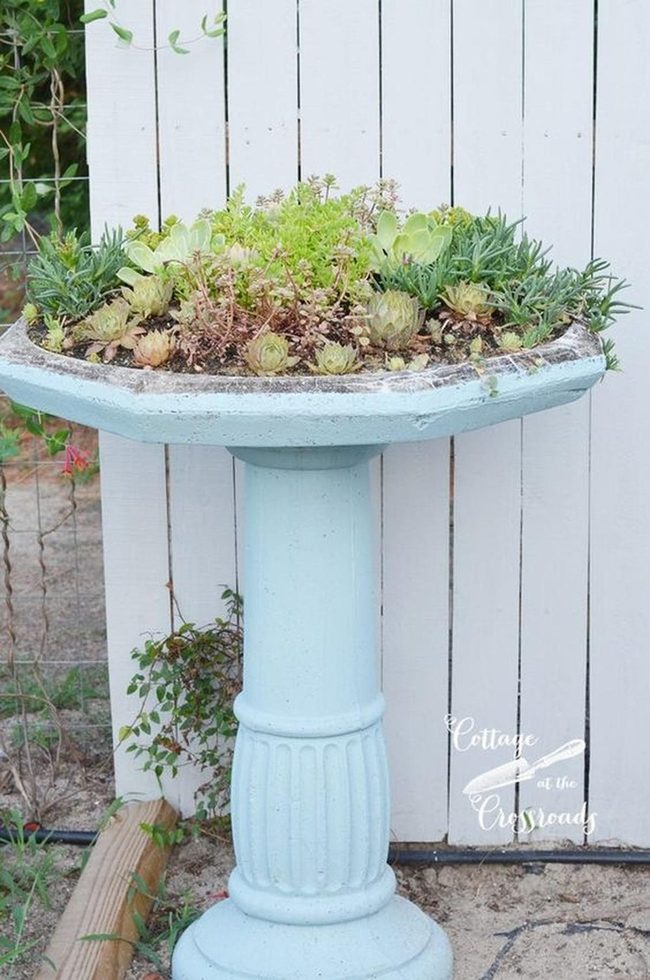 Pale Blue Birdbath Succulent Garden