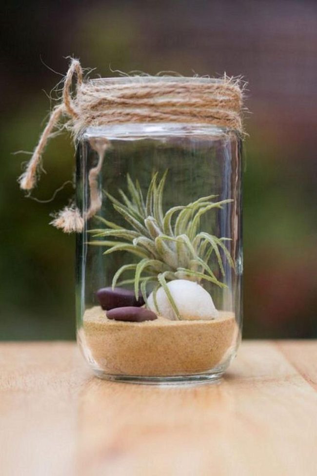 Green Air Plants In Glass Jars