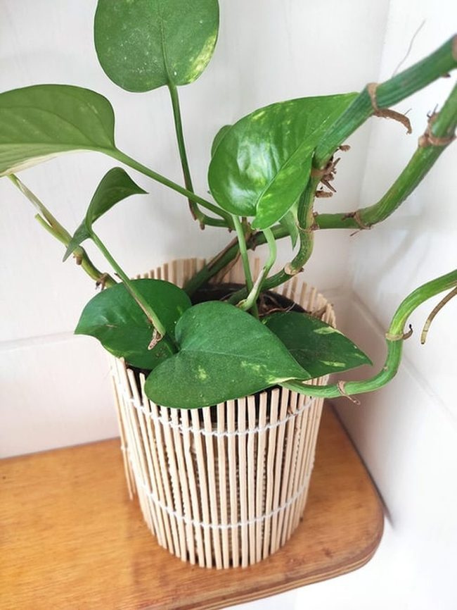 Bamboo Wrapped Plant Containers