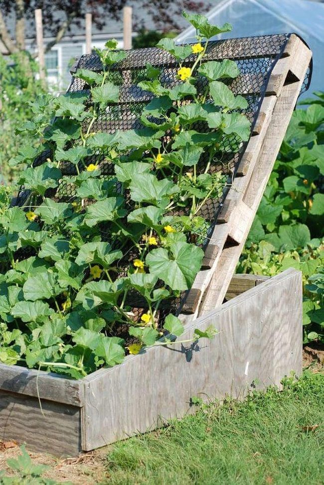 Vertical Garden Frames Growing Upward