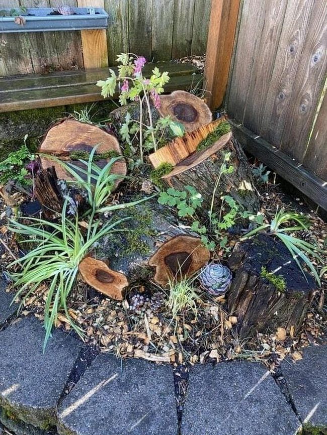 Wooden Stumps Blooming Gardens