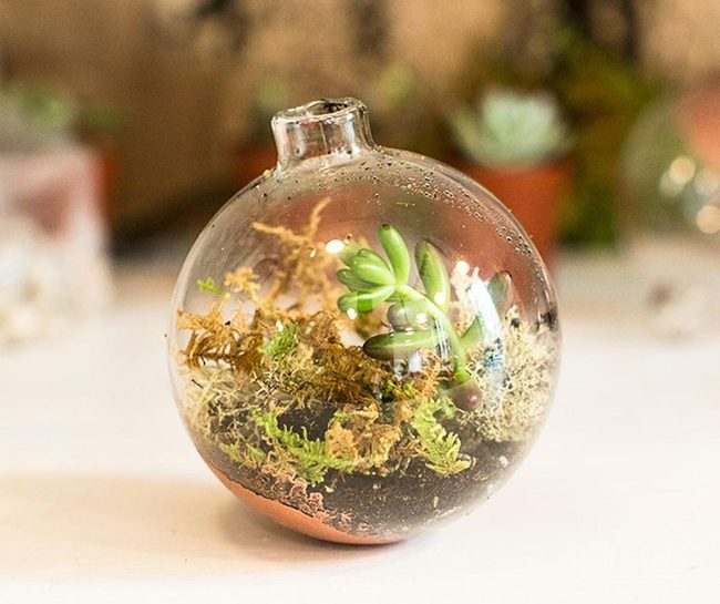 Glass Sphere Plant Worlds