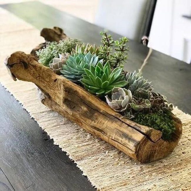 Natural Wood Succulent Planter