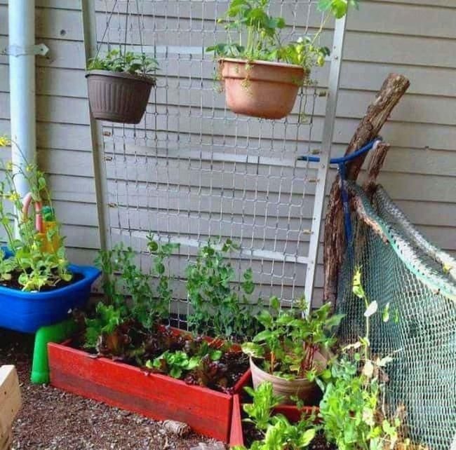 Hanging Flowers Over Climbing Peas