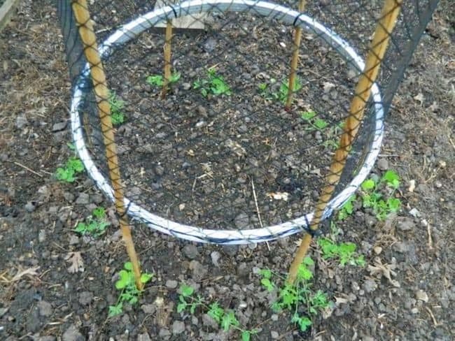Bicycle Wheel Pea Trellis