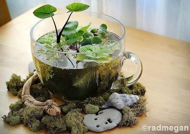 Floating Plants In Coffee Cup