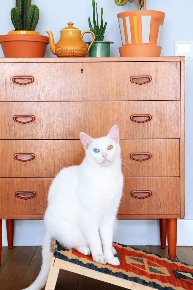 White Cat Mismatched Eyes Portrait
