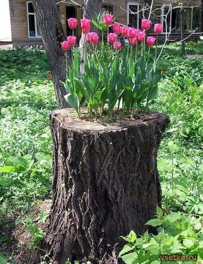 Pink Tulips Through Weathered Wood
