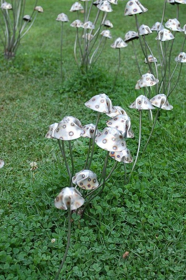 Metallic Mushrooms Catch Sunlight
