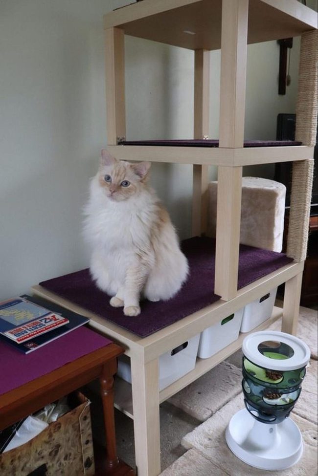 Cream Wood Cat Tower Purple Floor