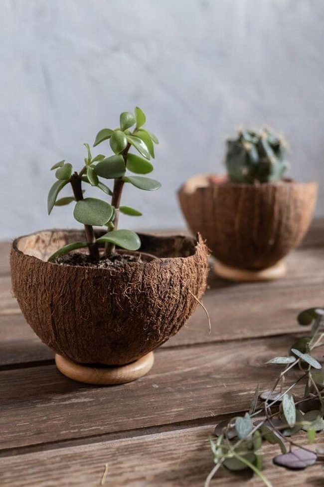 Brown Coconut Shell Plant Bowls