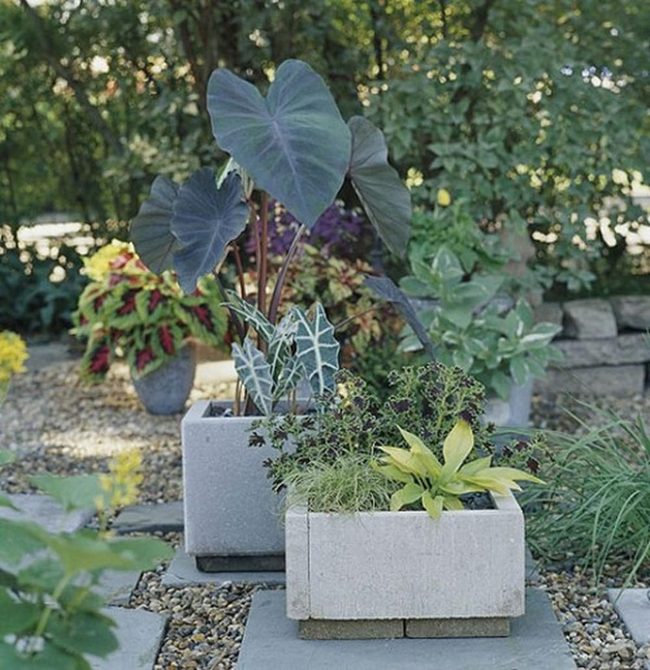 Yellow-Green Potted Plants Stone Garden
