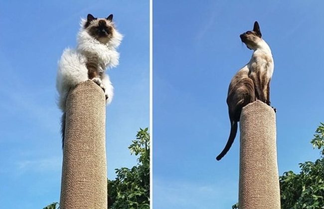 Sunlit Cats Vertical Scratching Posts