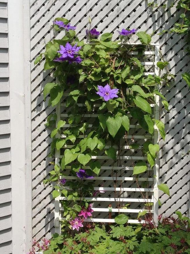 Purple Clematis Wooden Trellis