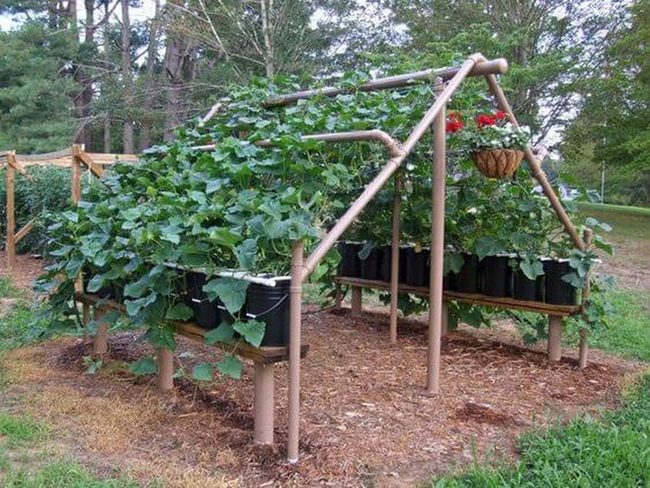 Pvc Pipe Garden Growth