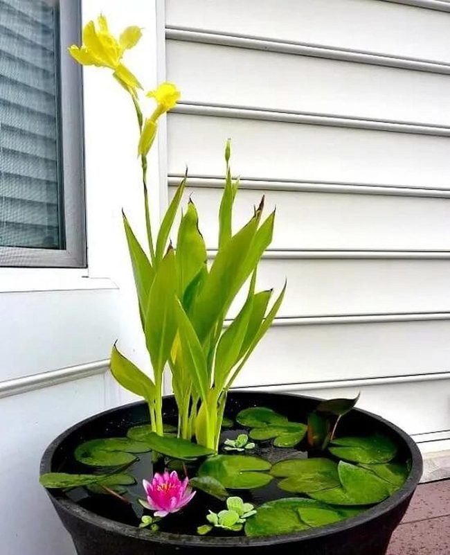 Yellow Iris Water Garden Containers