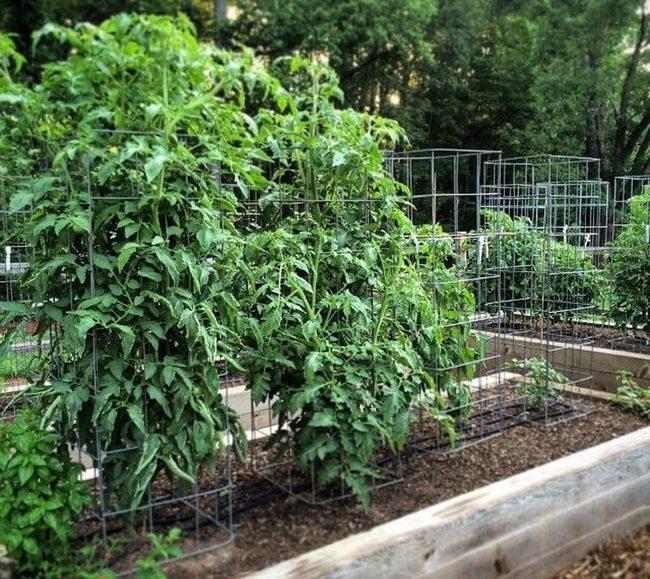 Tall Metal Garden Support