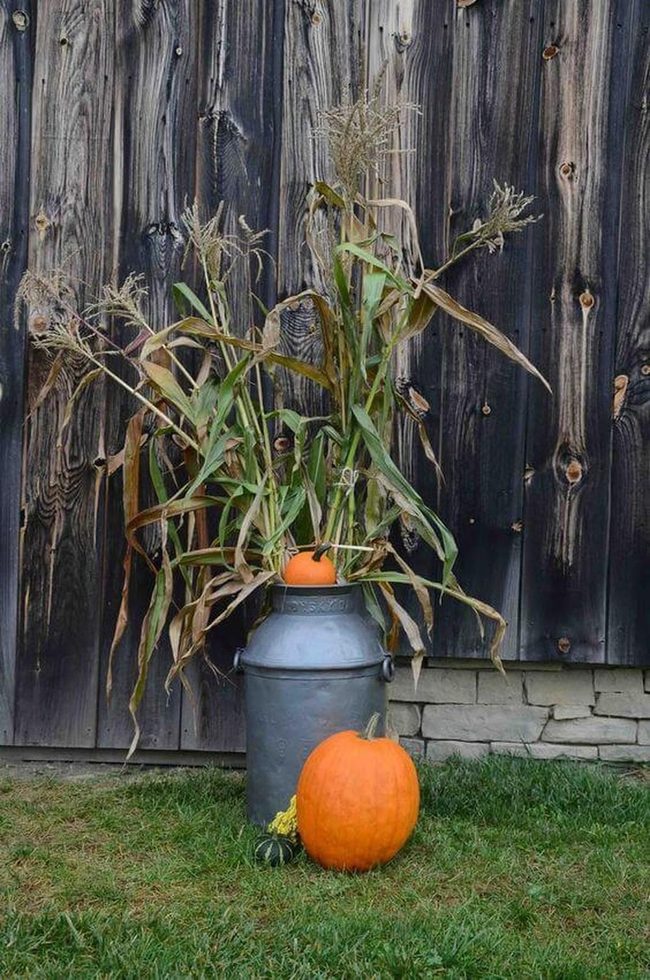 Milky Autumn Harvest Display