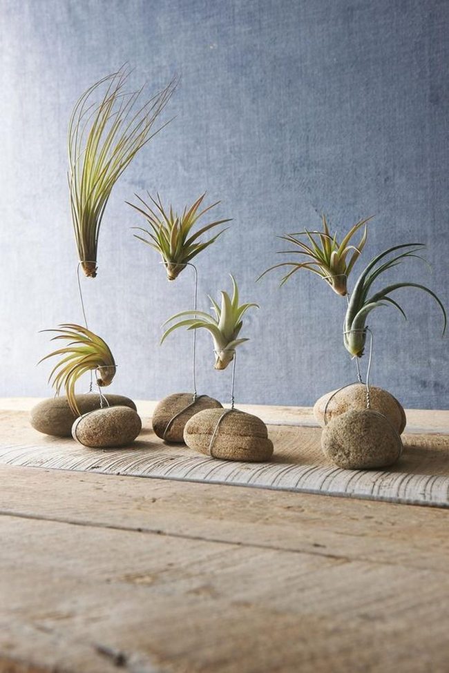 Sculptural Air Plants For Modern Desks