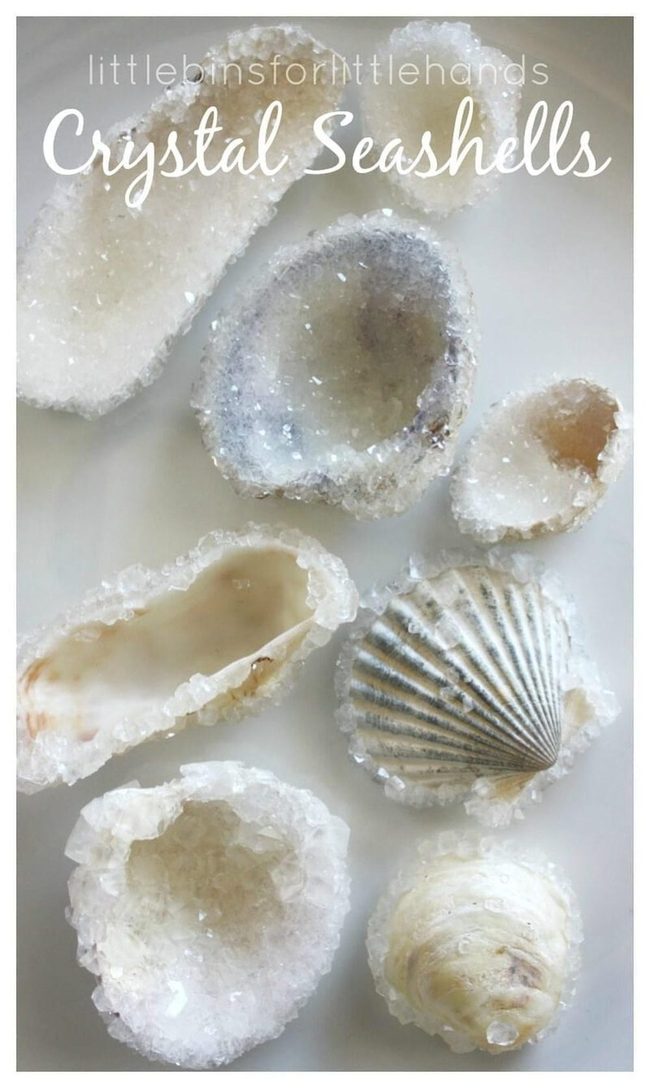 Glitter-Coated Shells Catch Sunlight
