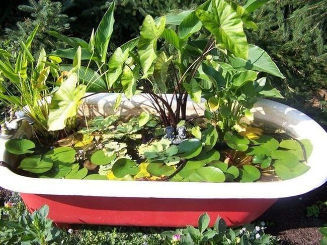 Red Bathtub Pond Garden