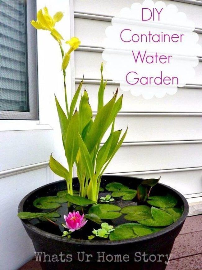 Tiny Water Lilies, Living Corners