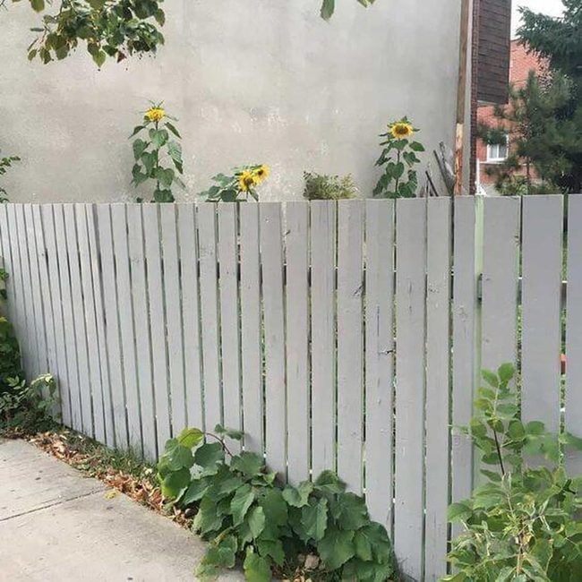 Sunflowers Over Slatted Wood