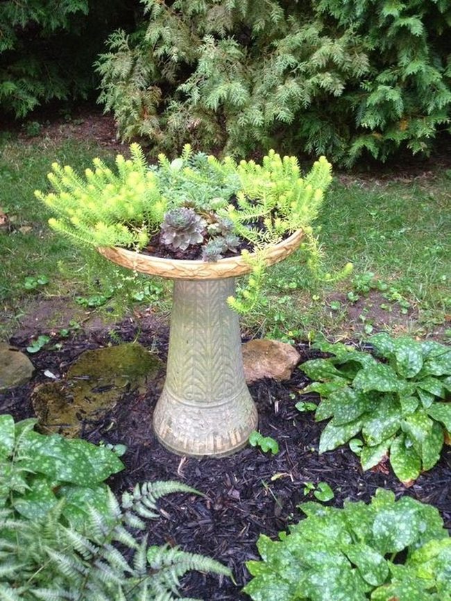 Succulents Overflow Dark Mulch Garden
