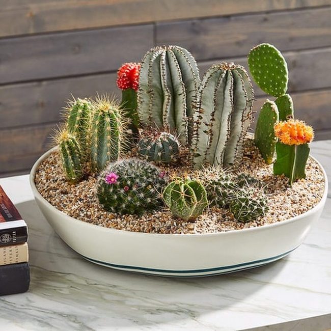 Cacti And Sand Tabletop Gardens