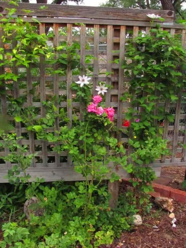 Living Wood Garden Trellis