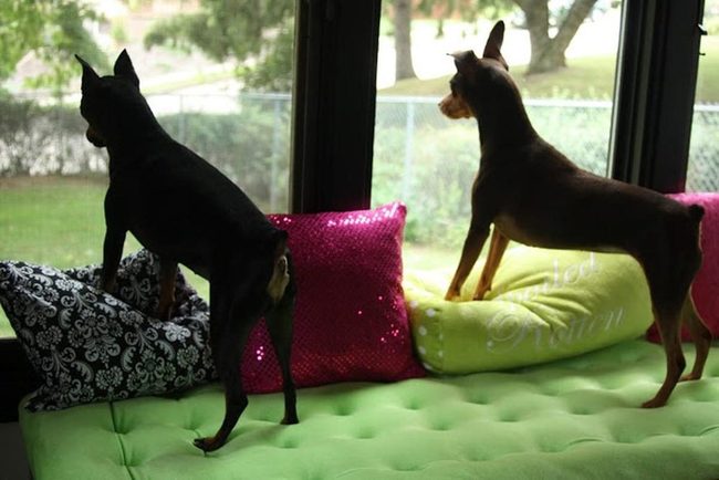 Sunlit Window Bench With Patterned Pillows
